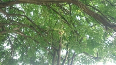 Kigelia africana africana