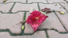 Kigelia africana africana