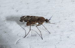 Sylvicola alternatus