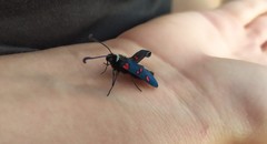 Zygaena lavandulae