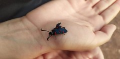 Zygaena lavandulae