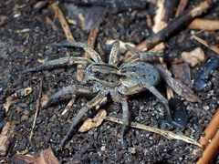 Venatrix pseudospeciosa