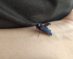 Zygaena lavandulae