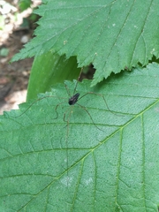 Platybunus