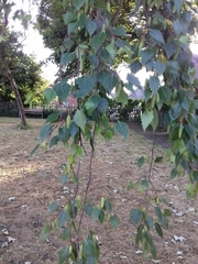 Betula pendula