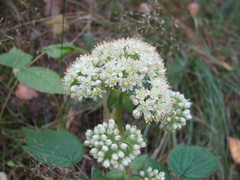 Hylotelephium maximum ruprechtii