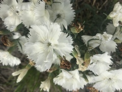 Dianthus