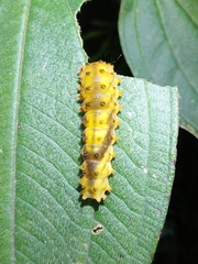 Eterusia aedea formosana