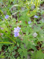 Geranium pseudosibiricum