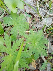 Geranium pseudosibiricum