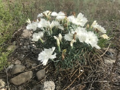 Dianthus