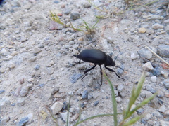 Blaps lusitanica