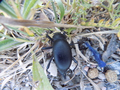 Blaps lusitanica