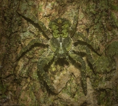 Stephanopis carcinoides