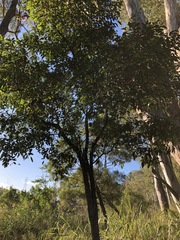 Cryptocarya triplinervis triplinervis