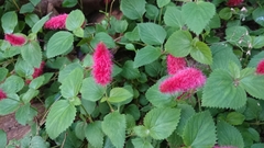 Acalypha pendula