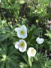 Anemonastrum crinitum