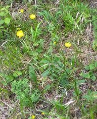 Ranunculus neapolitanus