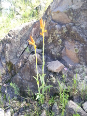 Dichromanthus aurantiacus