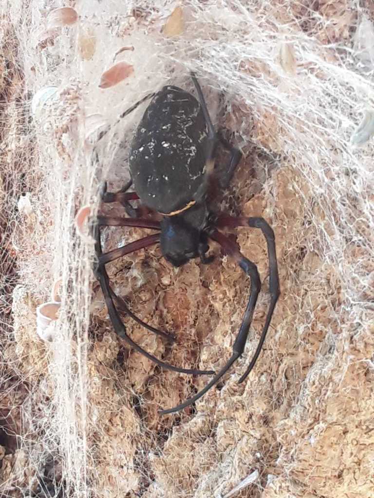 African Hermit Spider From Phiring On May 28 2020 By Megan · Inaturalist