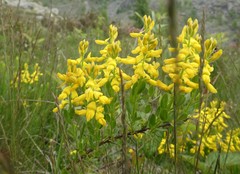 Genista germanica