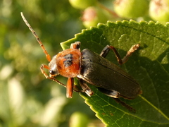 Cantharis annularis