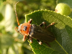 Cantharis annularis