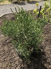 Euphorbia aphylla