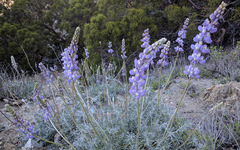 Lupinus excubitus