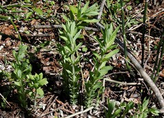 Hylotelephium verticillatum