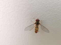 Episyrphus balteatus