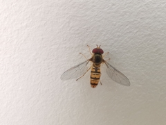 Episyrphus balteatus