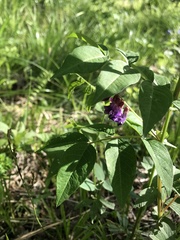 Vicia venosa baicalensis