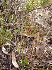 Pterostylis daintreana