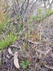 Pterostylis daintreana