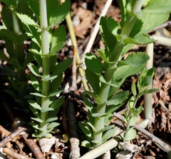 Hylotelephium verticillatum