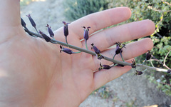 Streptanthus campestris