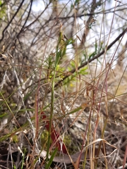 Pterostylis daintreana