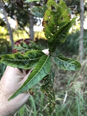 Hibiscus heterophyllus