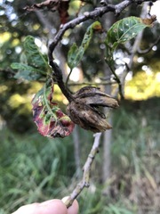 Hibiscus heterophyllus