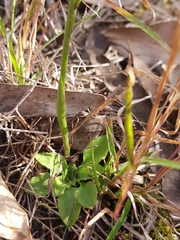 Pterostylis daintreana