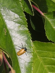 Labidostomis