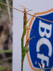 Pterostylis daintreana
