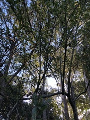 Hibiscus heterophyllus