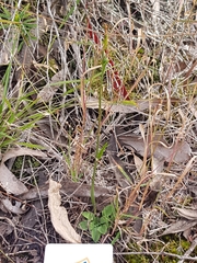 Pterostylis daintreana