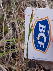 Pterostylis daintreana