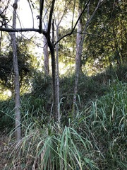 Hibiscus heterophyllus