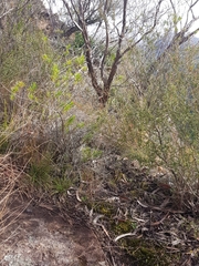 Pterostylis daintreana