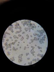 Tricholoma viridiolivaceum