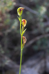 Pterostylis rubescens